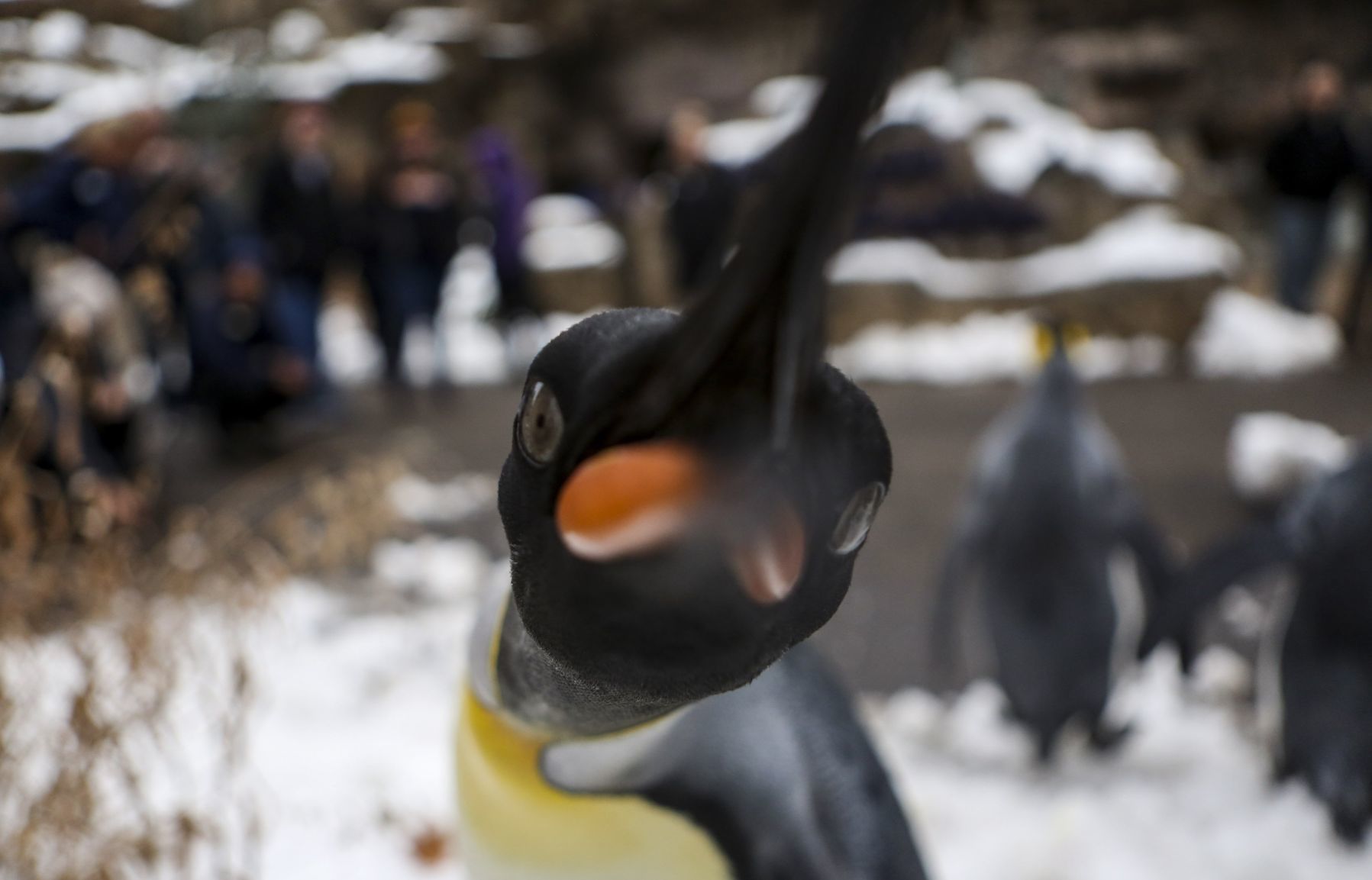 Penguin Pandemonium